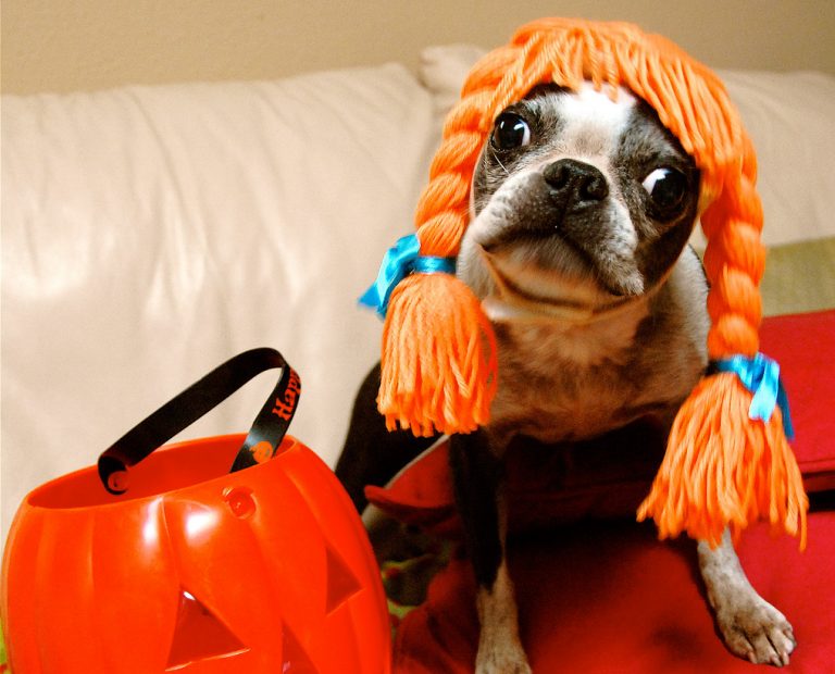 Procrastinator’s Guide to Halloween Costumes